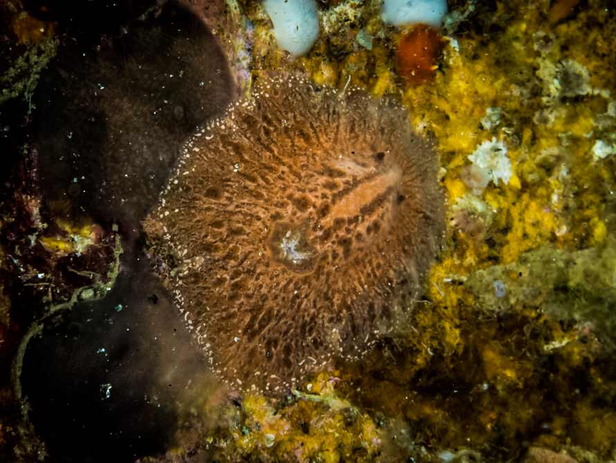 Caryophyllidia dorid sp. 4